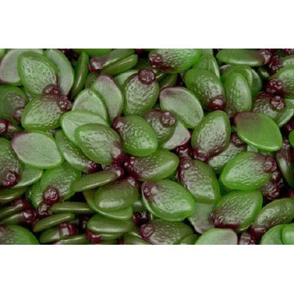 Mayceys Sour Feijoas 1.75kg box (265 pc) - Vinays Food - Mayceys