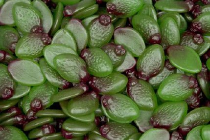 Mayceys Sour Feijoas 1.75kg box (265 pc) - Vinays Food - Mayceys